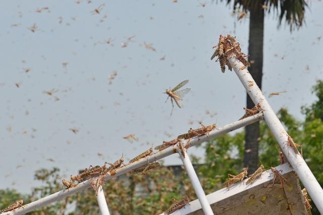 20萬只粉紅椋鳥馳援新疆滅蝗，護40萬畝草場！蝗災到底有多可怕？