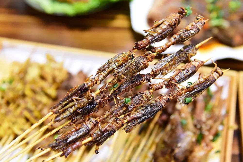 20萬只粉紅椋鳥馳援新疆滅蝗，護40萬畝草場！蝗災到底有多可怕？