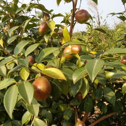 油茶樹花有粉和蜜嗎(如何預防蜜蜂幼蟲中毒) 油茶樹花有粉和蜜嗎(如何預防蜜蜂幼蟲中毒)