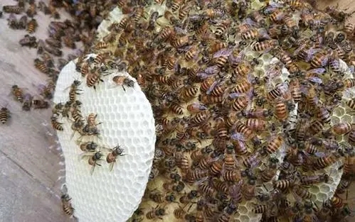 急造王臺的蜂王能用嗎(急造王臺的蜂王好不好) 急造王臺的蜂王能用嗎(急造王臺的蜂王好不好)