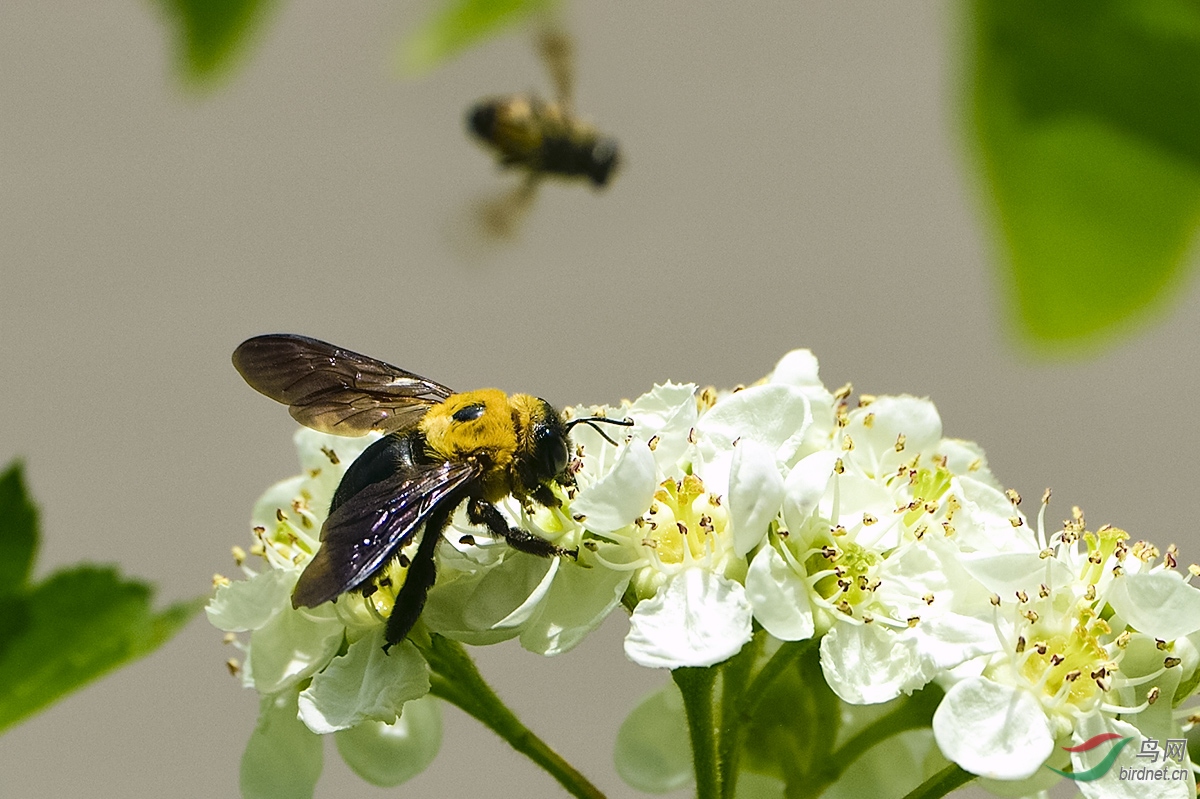 阿壩中蜂適合青島地區(qū)養(yǎng)殖嗎(阿壩中蜂的優(yōu)缺點(diǎn)有哪些) 阿壩中蜂適合青島地區(qū)養(yǎng)殖嗎(阿壩中蜂的優(yōu)缺點(diǎn)有哪些)