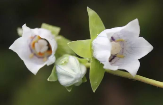 黨參花什么時候開(黨參花開花時間和生長周期) 黨參花什么時候開(黨參花開花時間和生長周期)