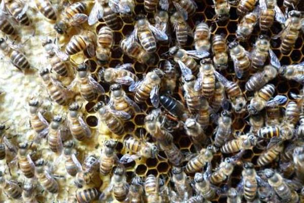 蜂王真的是領(lǐng)導(dǎo)者嗎(蜂王控制蜂群的秘密) 蜂王真的是領(lǐng)導(dǎo)者嗎(蜂王控制蜂群的秘密)