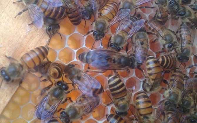 介王多久才放出來蜂王(介王一般幾天可以放王) 介王多久才放出來蜂王(介王一般幾天可以放王)