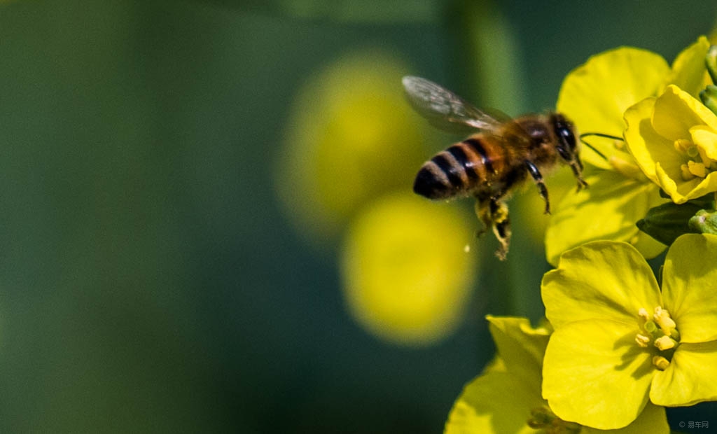 養(yǎng)殖蜜蜂失王的征兆（蜂群失王會有哪些行為表現(xiàn)呢）