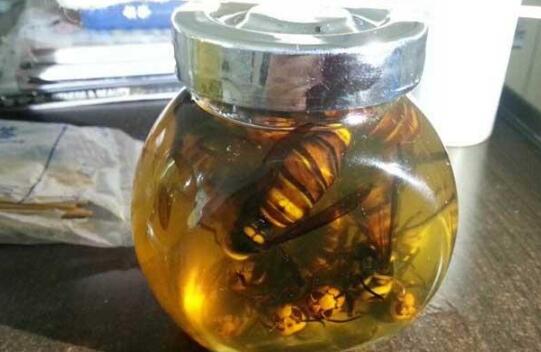 黃腰虎頭蜂泡酒有什么功效（黃腰虎頭蜂泡酒對人的身體有什么好處）