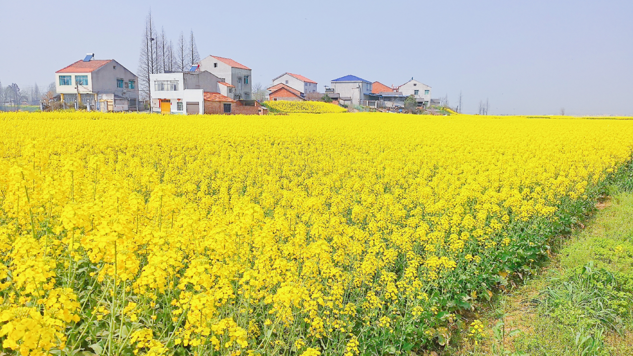 蜜蜂養(yǎng)殖過(guò)程中的粉源植物有哪些（這些常見(jiàn)的春繁粉源）