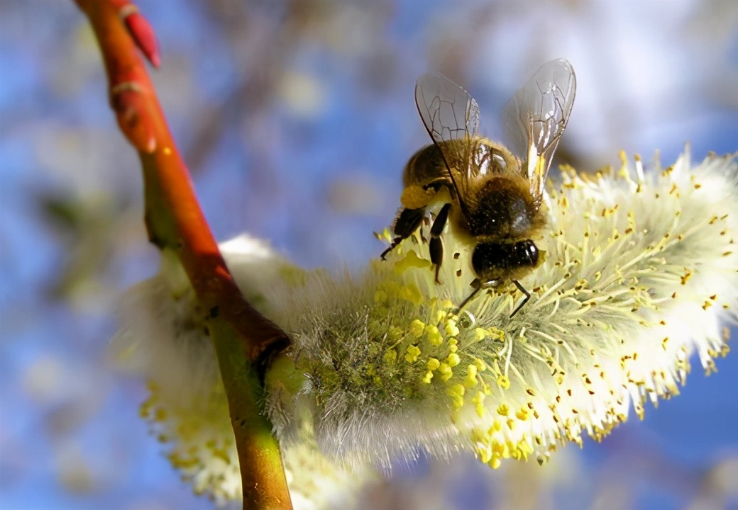 蜜蜂養(yǎng)殖過(guò)程中的粉源植物有哪些（這些常見(jiàn)的春繁粉源）
