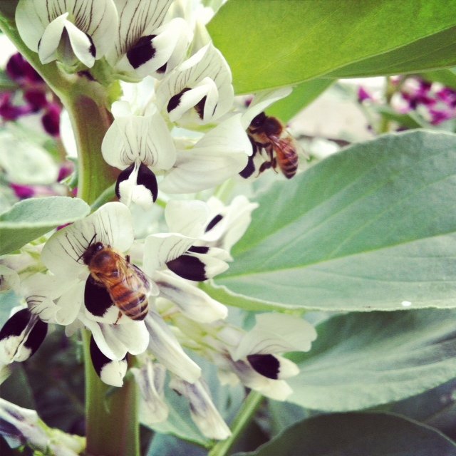 蜜蜂養(yǎng)殖過(guò)程中的粉源植物有哪些（這些常見(jiàn)的春繁粉源）