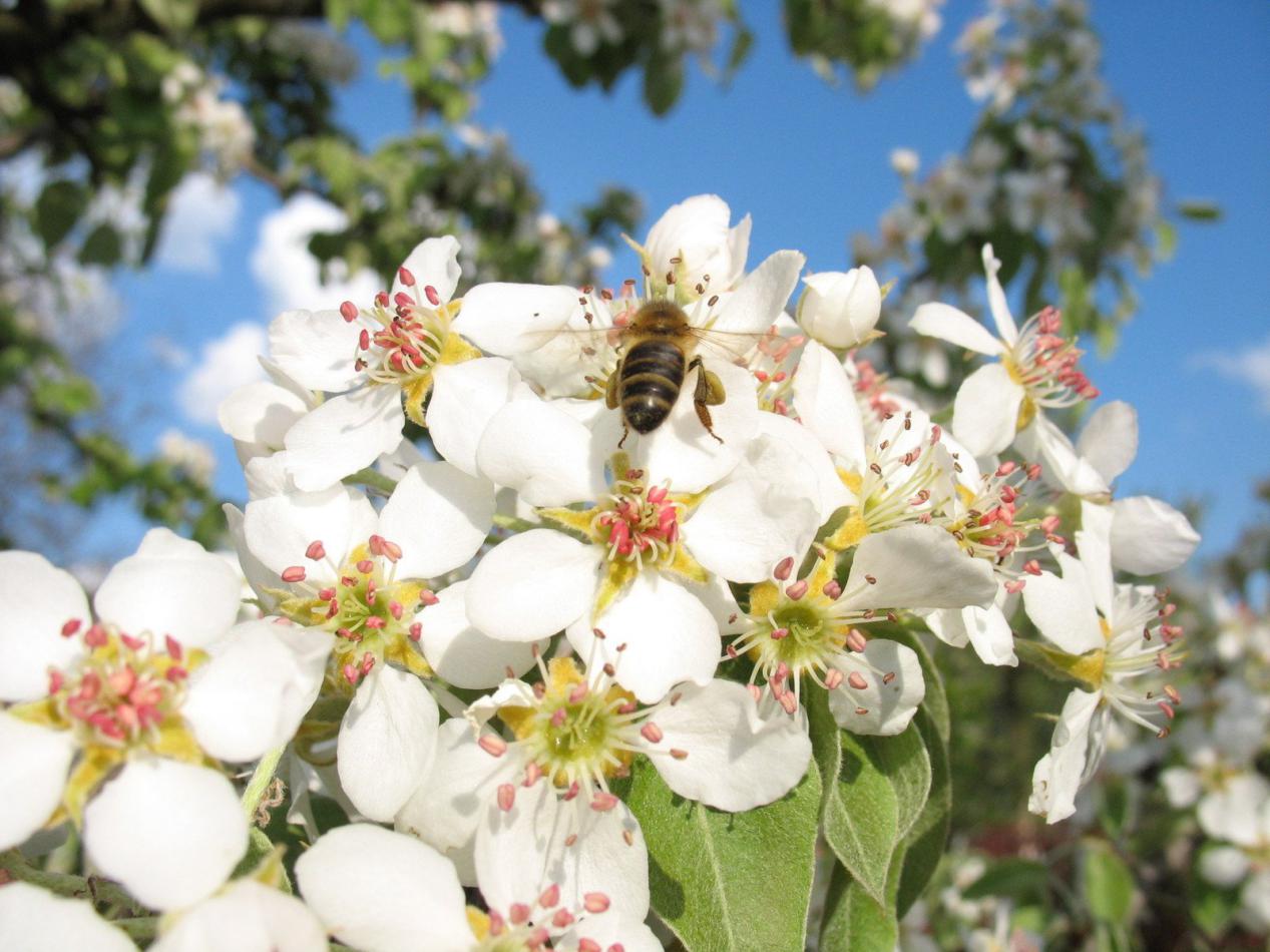 蜜蜂養(yǎng)殖過(guò)程中的粉源植物有哪些（這些常見(jiàn)的春繁粉源）