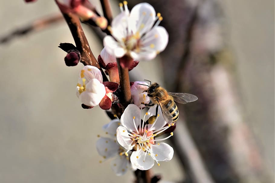 蜜蜂養(yǎng)殖過(guò)程中的粉源植物有哪些（這些常見(jiàn)的春繁粉源）