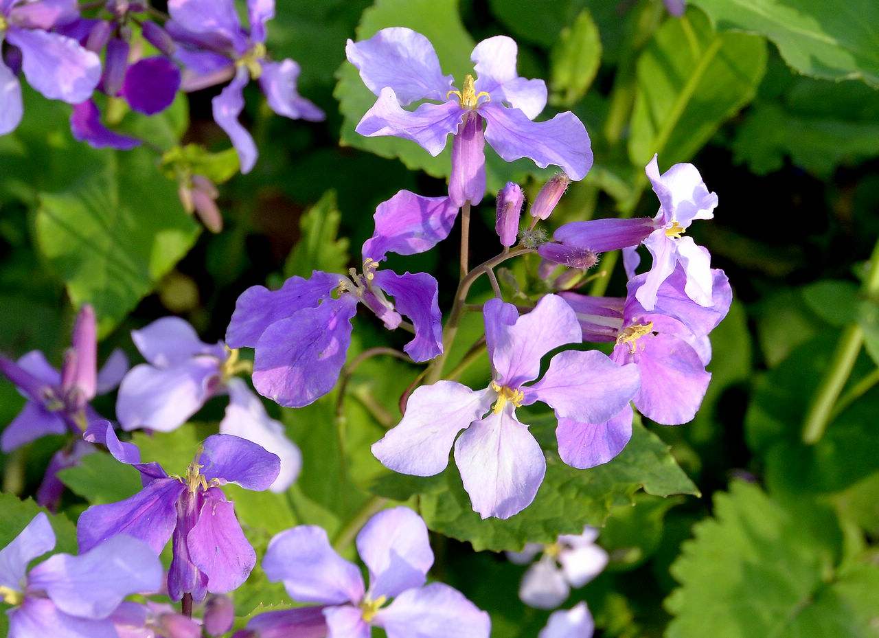 蜜蜂養(yǎng)殖過(guò)程中的粉源植物有哪些（這些常見(jiàn)的春繁粉源）