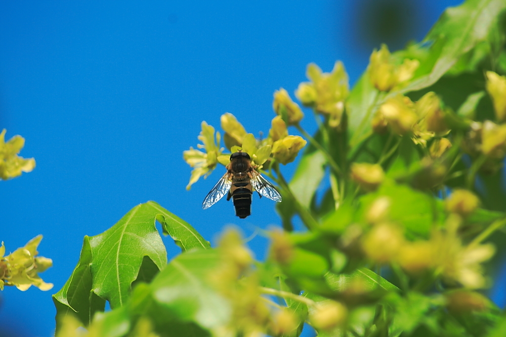 只有幾十只蜜蜂能不能繁殖起來(30只蜜蜂1只蜂王能繁殖嗎) 只有幾十只蜜蜂能不能繁殖起來(30只蜜蜂1只蜂王能繁殖嗎)