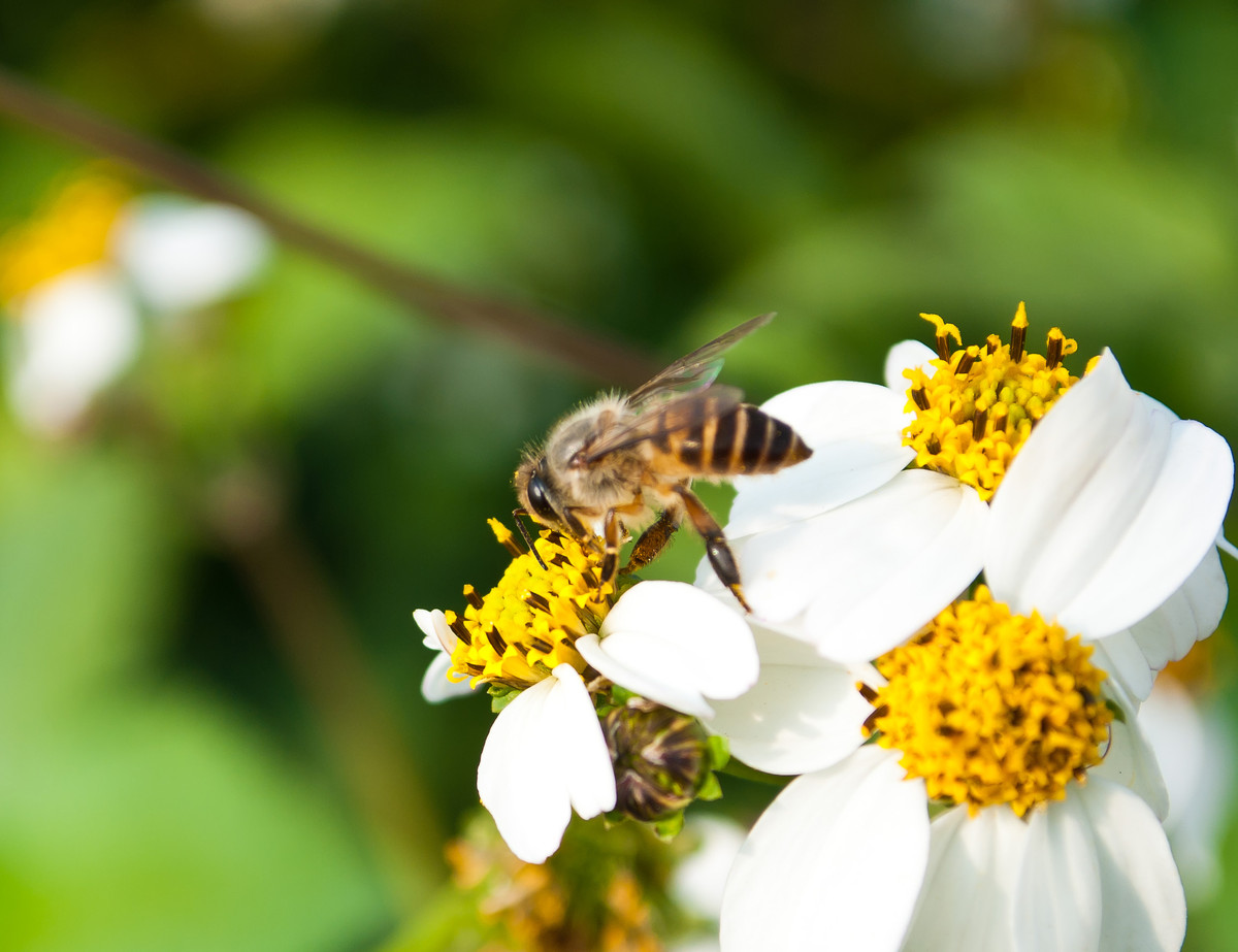 只有幾十只蜜蜂能不能繁殖起來(30只蜜蜂1只蜂王能繁殖嗎) 只有幾十只蜜蜂能不能繁殖起來(30只蜜蜂1只蜂王能繁殖嗎)