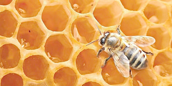 蛋群蜜蜂養(yǎng)殖方法和注意事項(xiàng)(“蛋群”只能土養(yǎng),不能活框) 蛋群蜜蜂養(yǎng)殖方法和注意事項(xiàng)(“蛋群”只能土養(yǎng),不能活框)