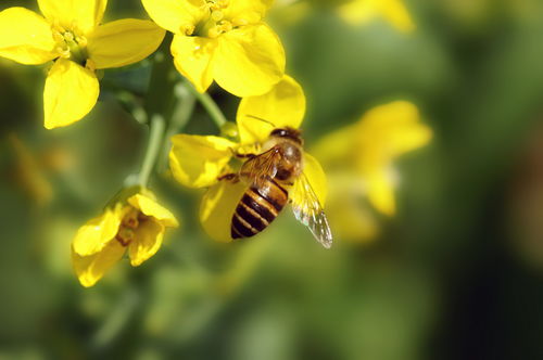 油菜花什么時(shí)候開花（油菜花的開花流蜜時(shí)間）