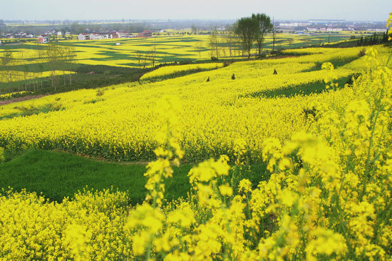 油菜花什么時(shí)候開花（油菜花的開花流蜜時(shí)間）