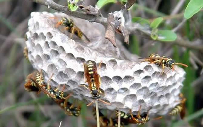 馬蜂窩的藥用價(jià)值 馬蜂窩
