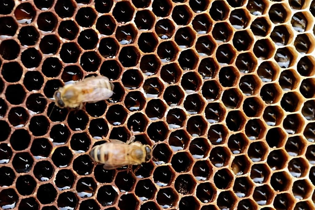 巢蟲什么季節會有(什么季節蟲子多) 巢蟲什么季節會有(什么季節蟲子多)