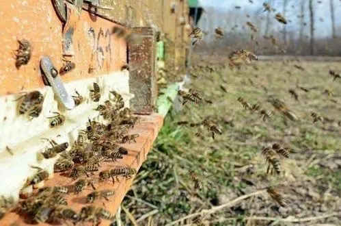把盜蜂關閉兩天能合群嗎 把盜蜂關閉兩天能合群嗎