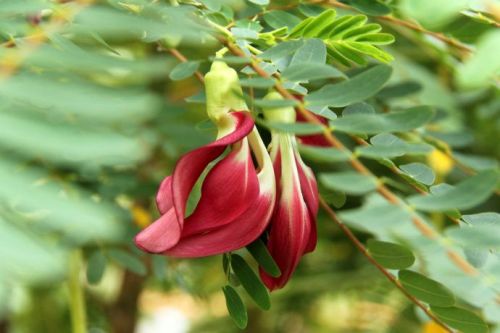 福建輔助蜜源有哪些（福建地區蜜源植物大全）