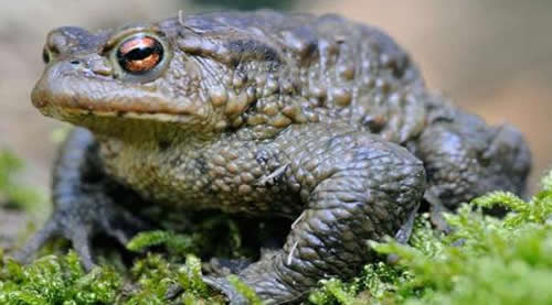 蜜蜂天敵有哪些?如何防范呢? 蜜蜂天敵有哪些