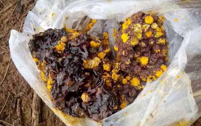 酸蜂主要分布在什么地方 酸蜂主要分布在什么地方