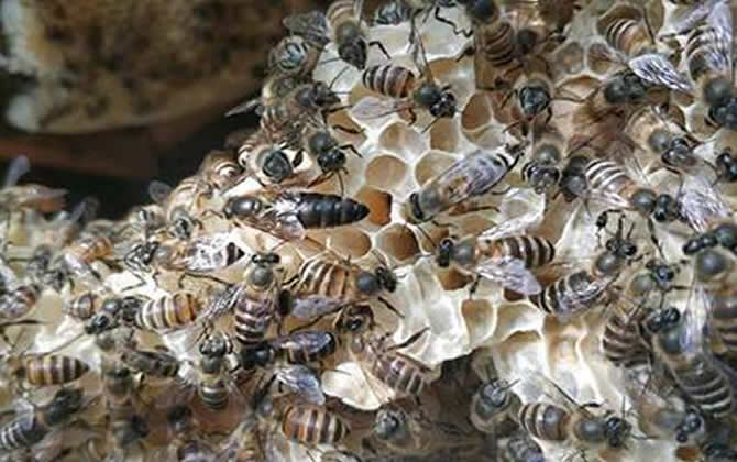 蜜蜂沒有蜂王 蜜蜂沒有蜂王