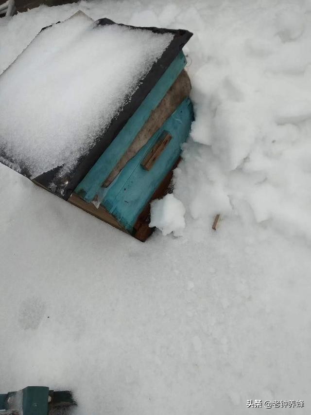 東北黑龍江蜜蜂過(guò)冬，為何頻頻受悶熱和熱傷？