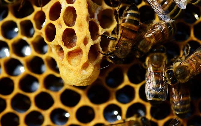 什么是王臺(tái) 什么是王臺(tái)