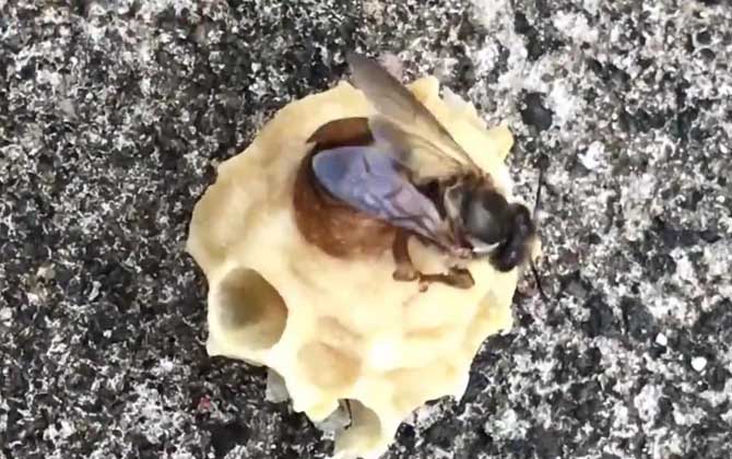 什么是王臺(tái) 什么是王臺(tái)