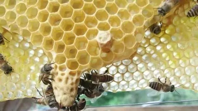 工蜂把王臺咬掉是什么原因(工蜂為什么咬交替王臺) 工蜂把王臺咬掉是什么原因(工蜂為什么咬交替王臺)