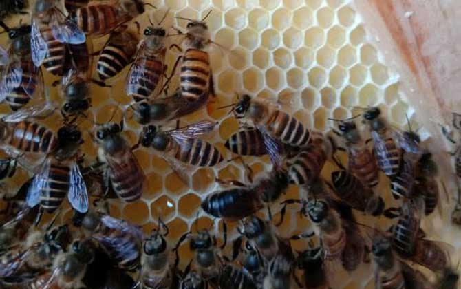 新蜂試飛和盜蜂怎么區分 新蜂試飛和盜蜂怎么區分