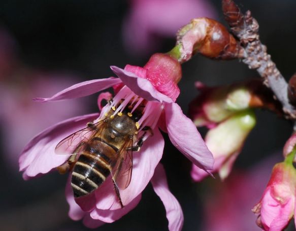 小蜂螨的危害及防治方法(蜂螨怎么治療和預(yù)防) 小蜂螨的危害及防治方法(蜂螨怎么治療和預(yù)防)