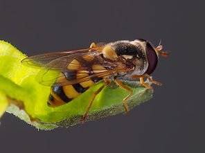 幾只工蜂直接飛進空箱是什么情況(蜜蜂不結團直接進入空蜂箱,是蜜蜂變懶了嗎) 幾只工蜂直接飛進空箱是什么情況(蜜蜂不結團直接進入空蜂箱,是蜜蜂變懶了嗎)