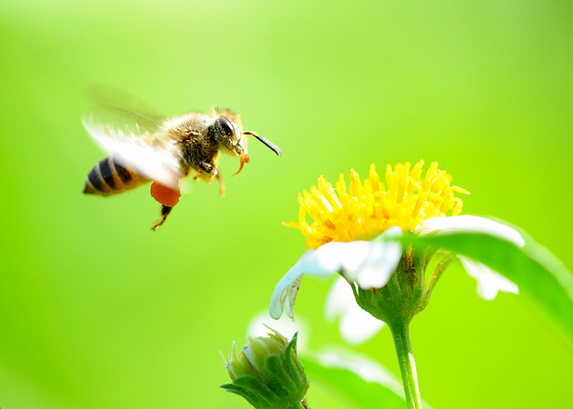 幾只工蜂直接飛進空箱是什么情況(蜜蜂不結團直接進入空蜂箱,是蜜蜂變懶了嗎) 幾只工蜂直接飛進空箱是什么情況(蜜蜂不結團直接進入空蜂箱,是蜜蜂變懶了嗎)