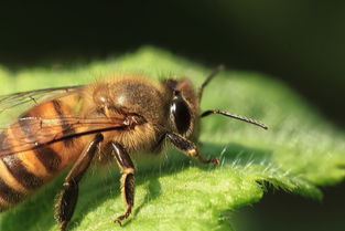 幾只工蜂直接飛進空箱是什么情況(蜜蜂不結團直接進入空蜂箱,是蜜蜂變懶了嗎) 幾只工蜂直接飛進空箱是什么情況(蜜蜂不結團直接進入空蜂箱,是蜜蜂變懶了嗎)