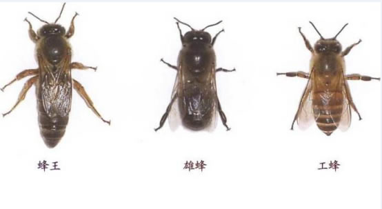 蜂王長什么樣子?(罕見的蜂王樣子) 蜂王長什么樣子?(罕見的蜂王樣子)