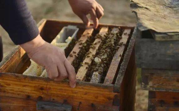 什么情況下加巢礎(加巢礎的正確方法) 什么情況下加巢礎(加巢礎的正確方法)