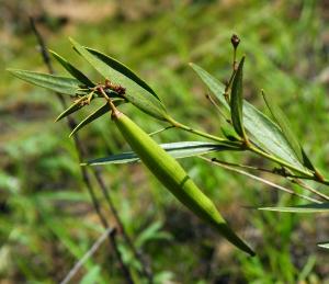 蜜源植物的種類及花期大全（十九種主要蜜源植物分布及花期）