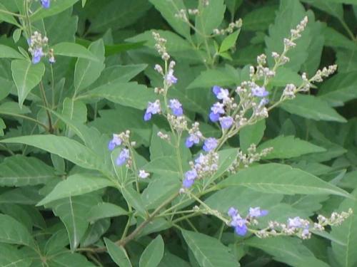 蜜源植物的種類及花期大全（十九種主要蜜源植物分布及花期）