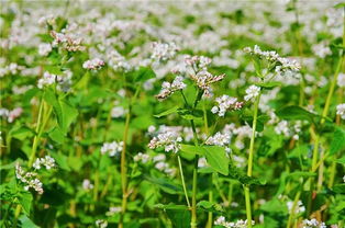 蜜源植物的種類及花期大全（十九種主要蜜源植物分布及花期）
