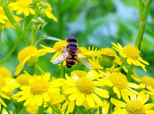 中華蜜蜂(中蜂、土蜂) 中華蜜蜂