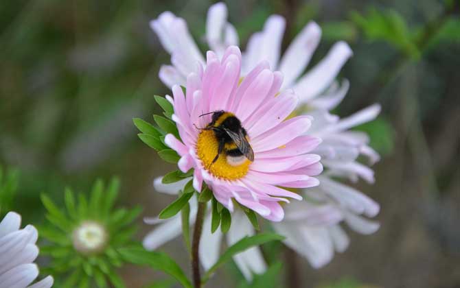 工蜂和蜂王的區(qū)別 工蜂