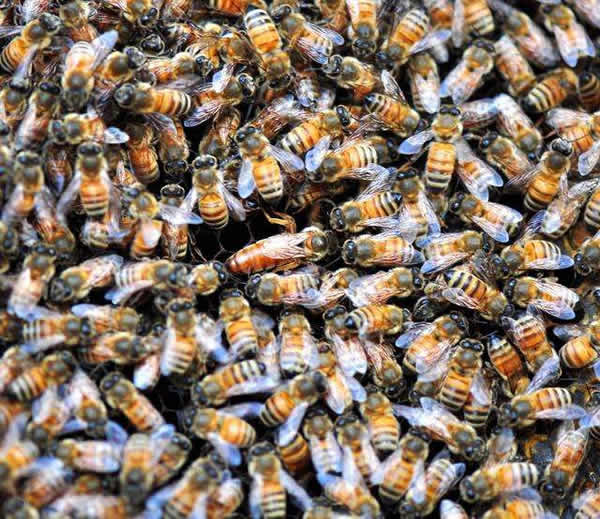 【蜜蜂知識】蜂王的食物有哪些? 蜂王