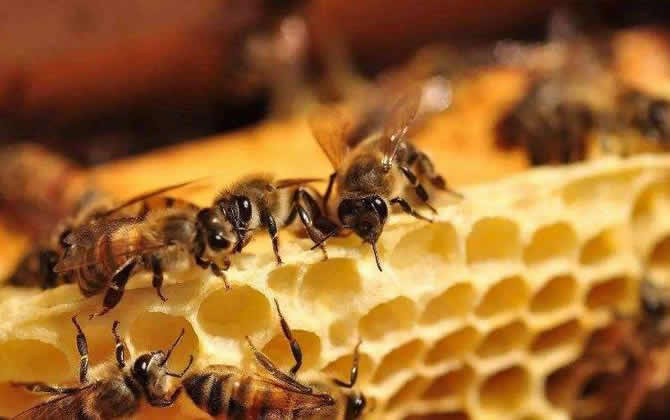 工蜂產(chǎn)的卵怎么處理 工蜂產(chǎn)卵