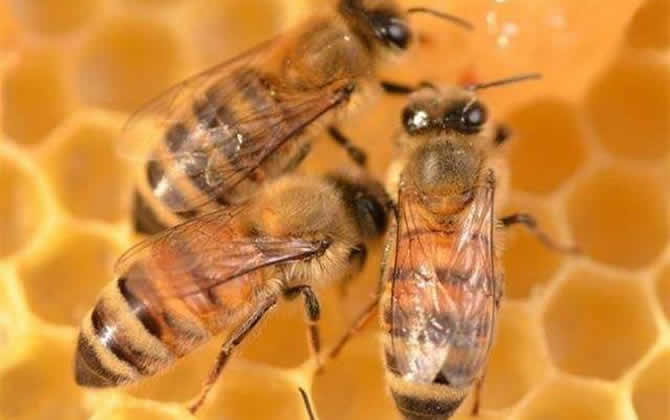 工蜂產(chǎn)的卵怎么處理 工蜂產(chǎn)卵