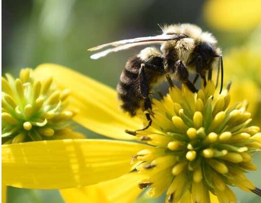 采集蜂和偵查蜂的區別(怎么區分偵查蜂) 采集蜂和偵查蜂的區別(怎么區分偵查蜂)
