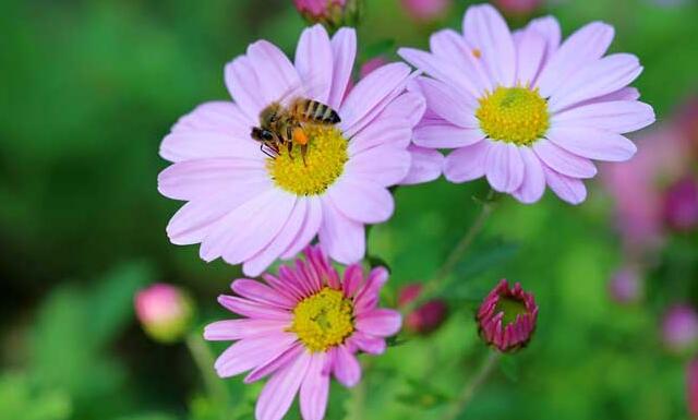 采集蜂和偵查蜂的區別(怎么區分偵查蜂) 采集蜂和偵查蜂的區別(怎么區分偵查蜂)