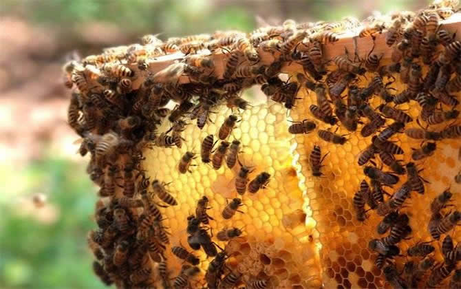 買蜂注意事項(xiàng) 買蜂注意事項(xiàng)